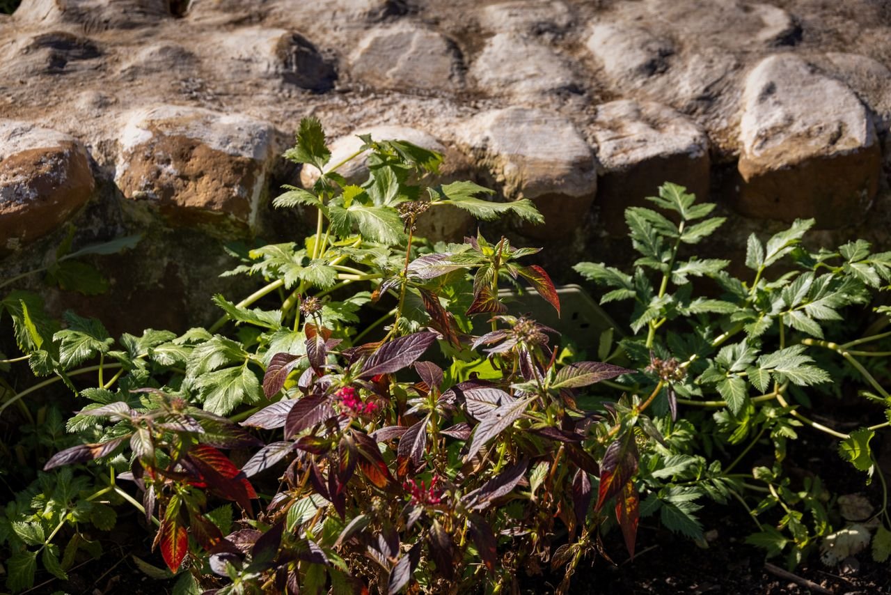 Colorful garden foliage with a rustic stone wall backdrop, highlighting the beauty of nature.