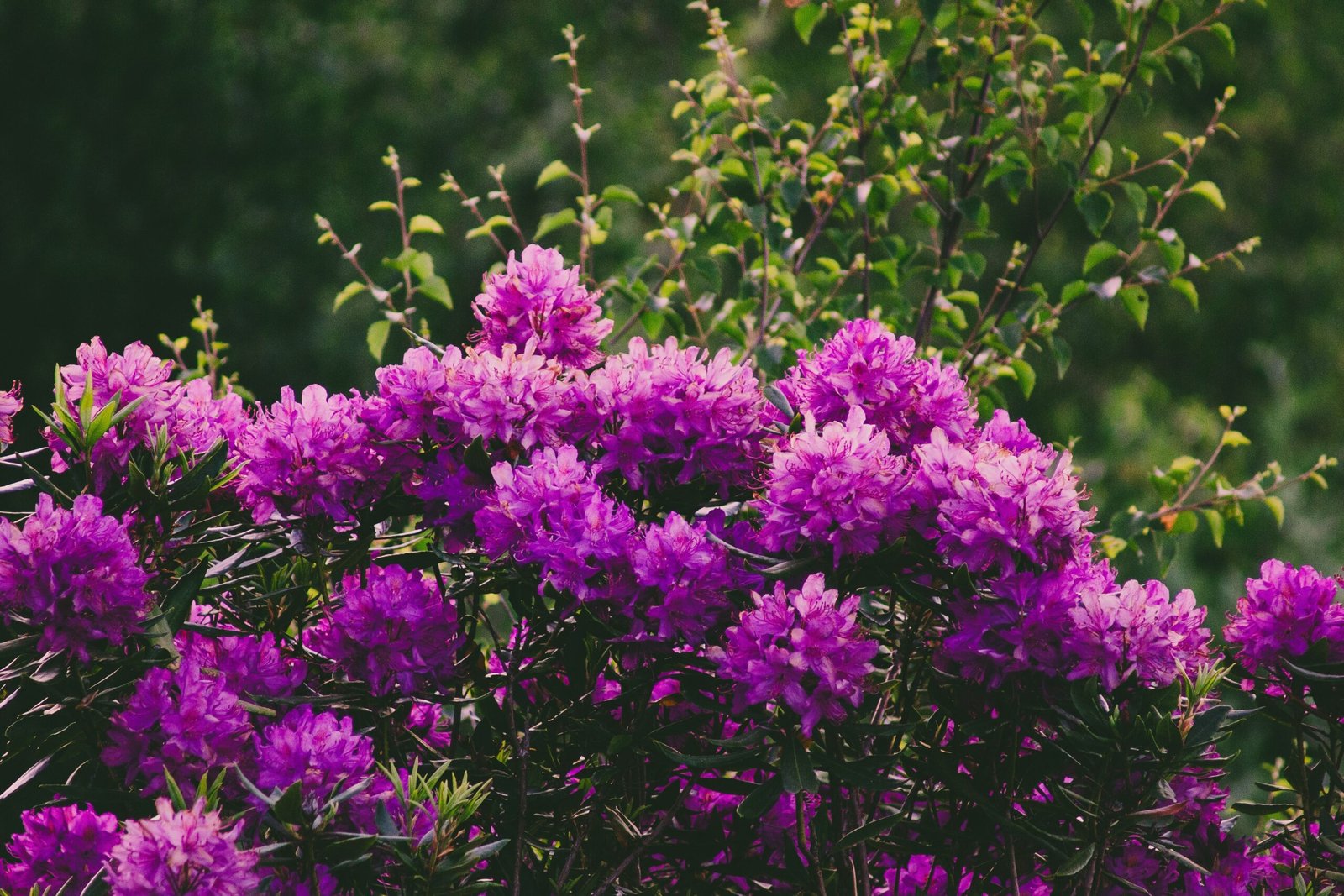 Capture the stunning beauty of pink rhododendron flowers in bloom, showcasing nature's vibrant colors in spring.
